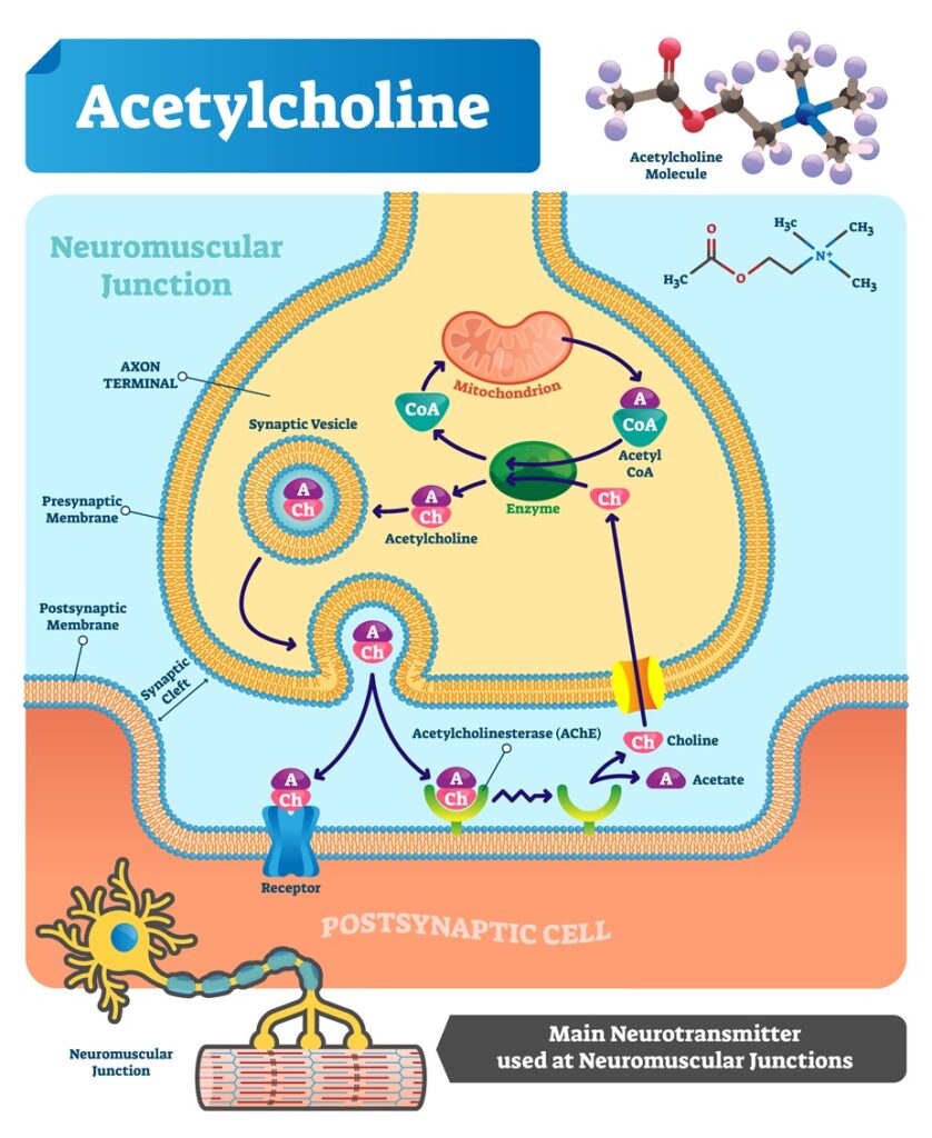 A diagram of the acetylcholine pathway  