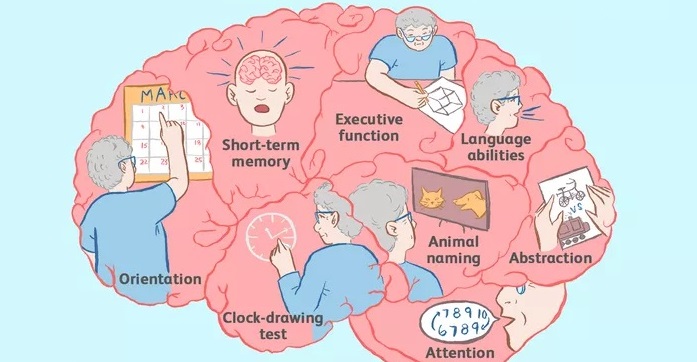 picture of a brain with regions marked by purpose